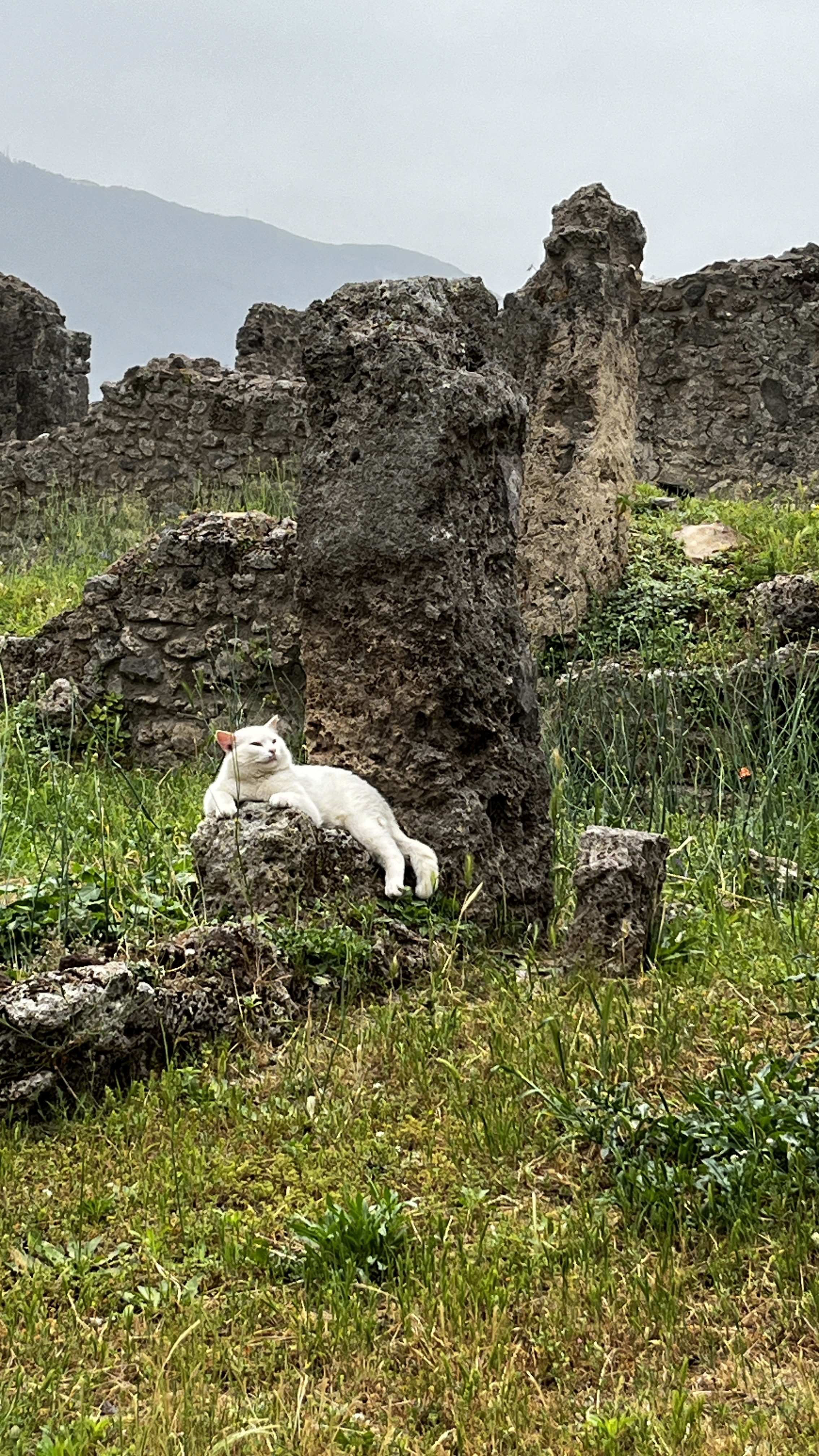 cat in Pompeii